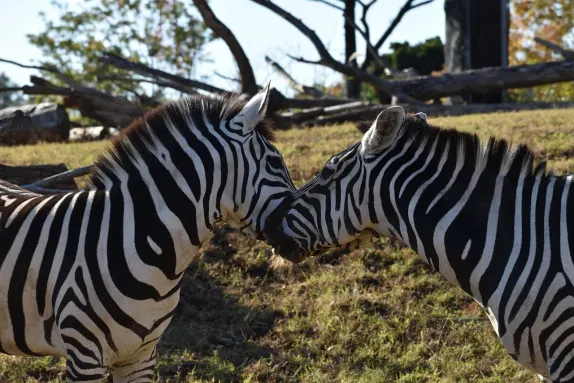 Καζίνο Ροκν Ρολλα Υποστηριξη